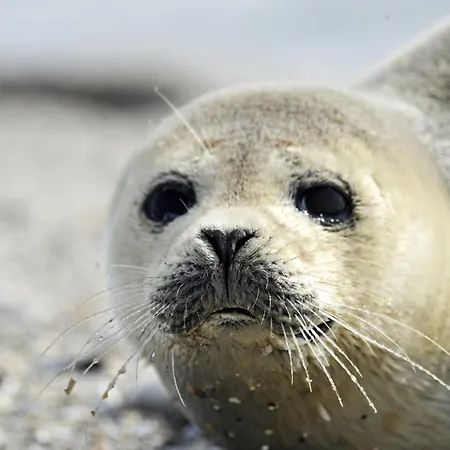 Strandhochhaus Sd06 شقة