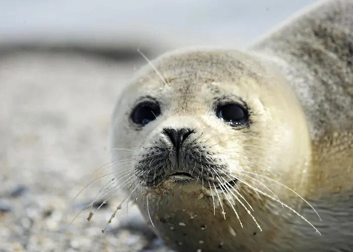 Strandhochhaus Sd06 Lägenhet